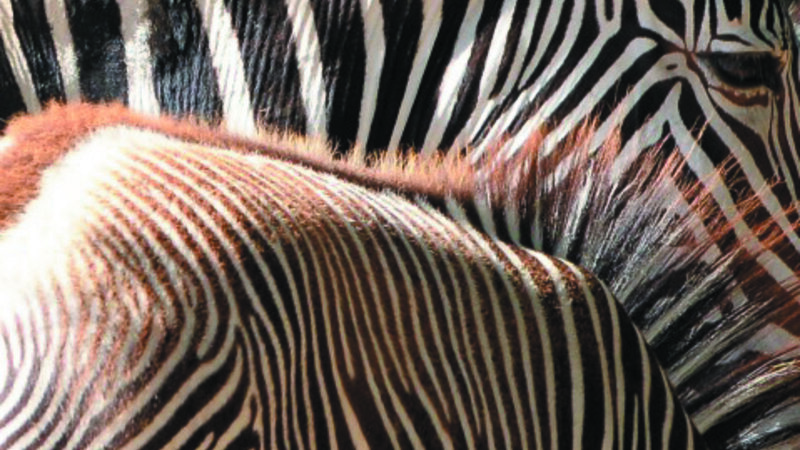 1st Annual Exhibit Eye on the Child