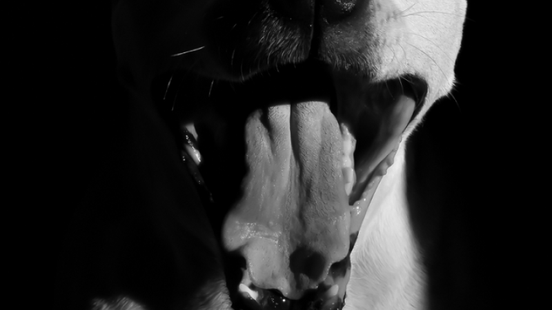 19th Annual Exhibit Dog Tired