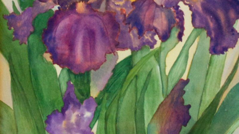 10th Annual Exhibit Purple Irises