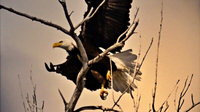 12th Annual Exhibit Freedom