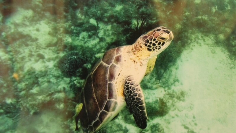 14th Annual Exhibit Rising for Air