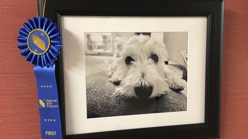 3rd Annual Exhibit Sneaky Schnauzer