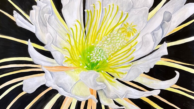 14th Annual Exhibit Night Blooming Cereus