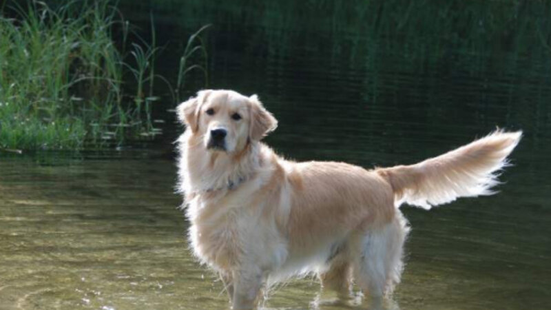 12th Annual Exhibit Buddy