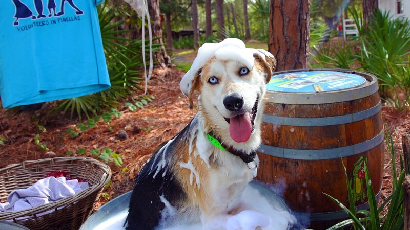 11th Annual Exhibit Juno