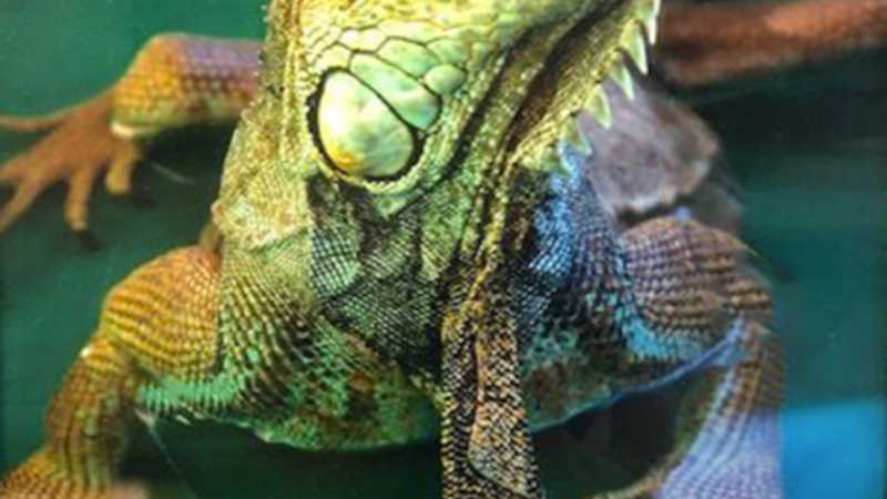 14th Annual Exhibit Jade