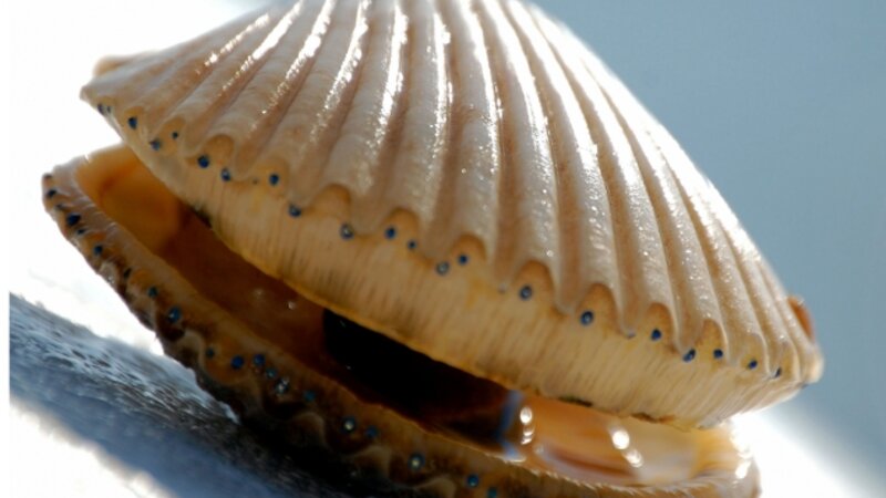 6th Annual Exhibit Blue Eyes