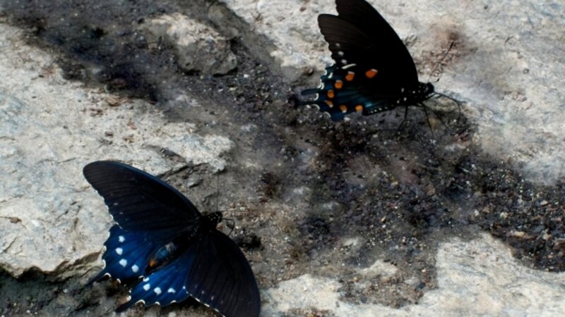 6th Annual Exhibit Carolina On My Mind