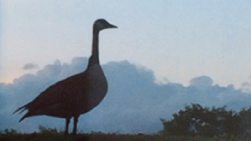 17th Annual Exhibit Goose