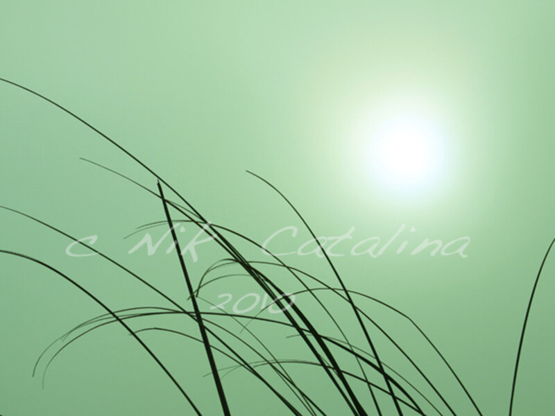 Misty Sunrise