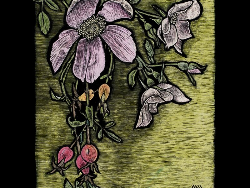 Wild Rose
