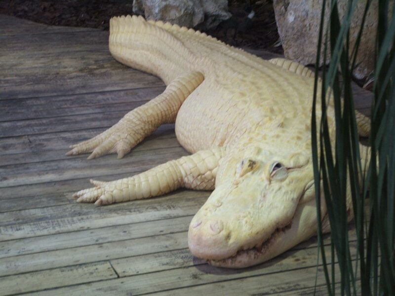 THE GREAT WHITE