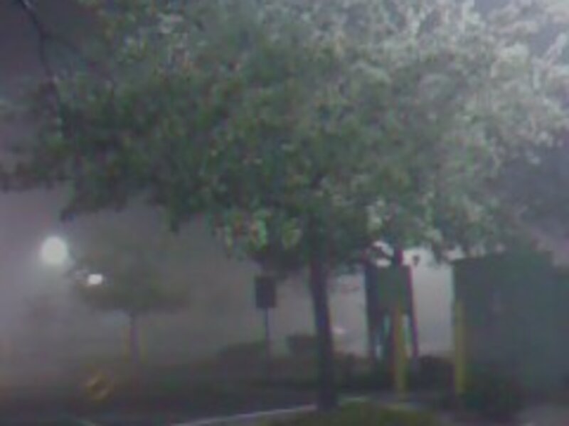 The fog took hid the trees