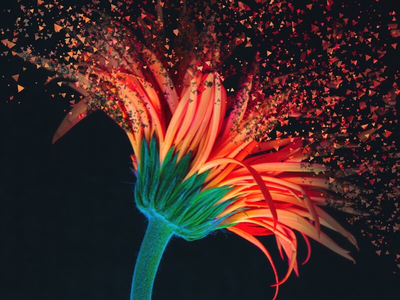 Photograph of an orange daisy exploding