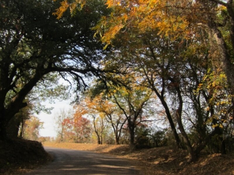 Colorful Fall Leaves