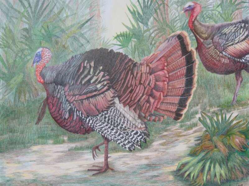 Osceola Turkeys' 