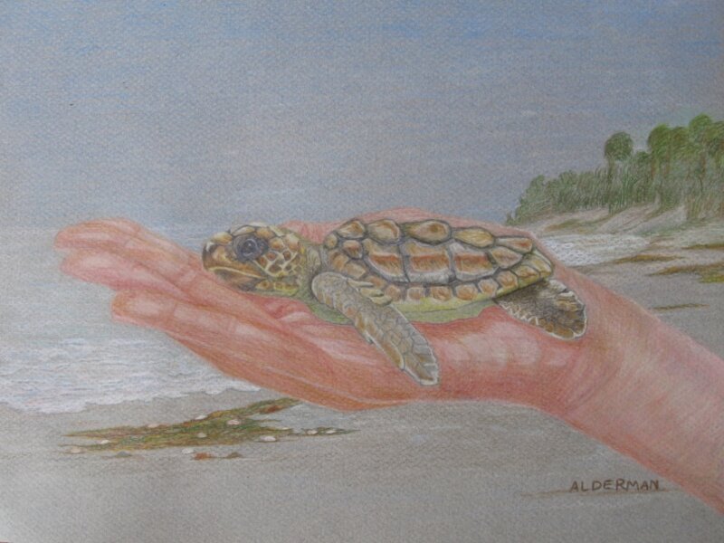 Baby Green Sea Turtle