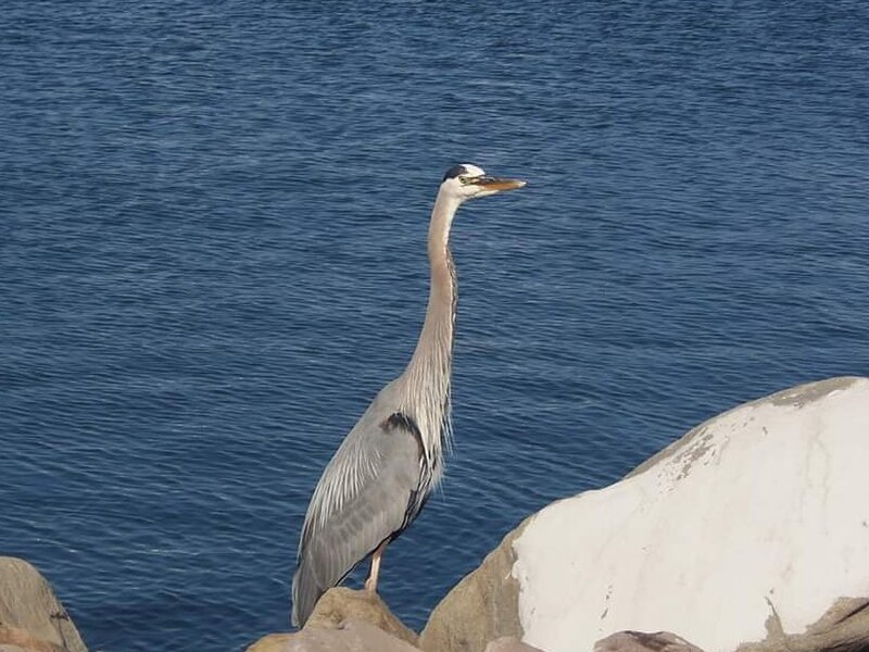 Great Blue Heron