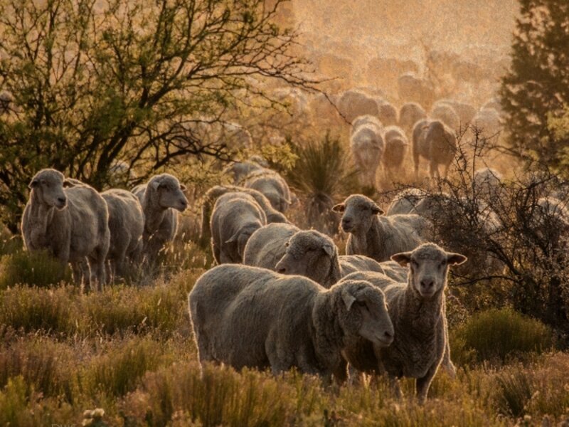 Range Ewes at Sunset
