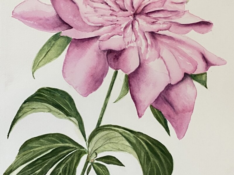 Pink Peony