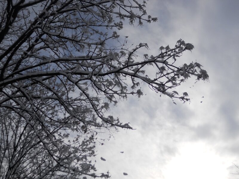 snowy sky