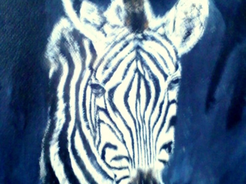 Zebra