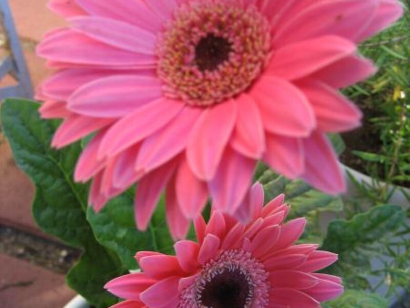 Gerbera Daisies