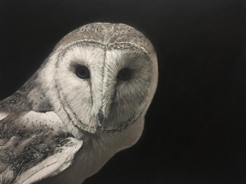 Owl, barn owl, Lane Burnor, animal, realistic art
