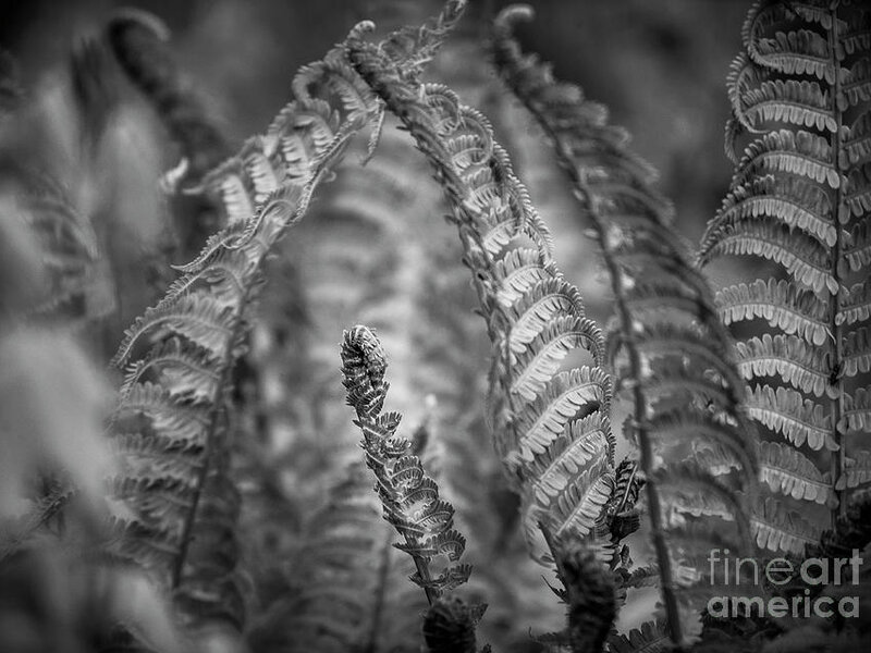 Ferns in Black and White