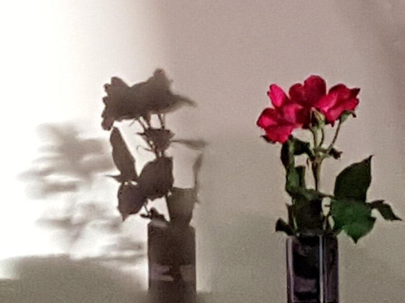 Flower with shadow