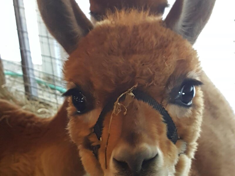 While on a trip to Peru we visited a farm and one of the alpacas kept following us like if wanting to introduce himself.