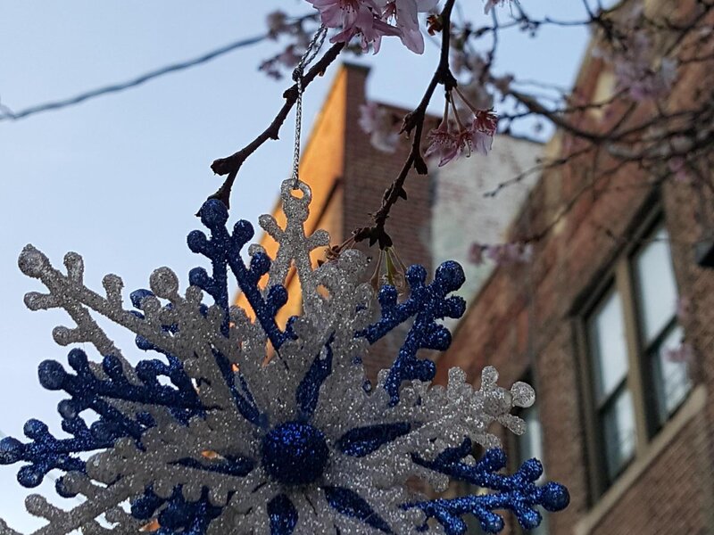 Warmth in christmas time and the trees are blooming