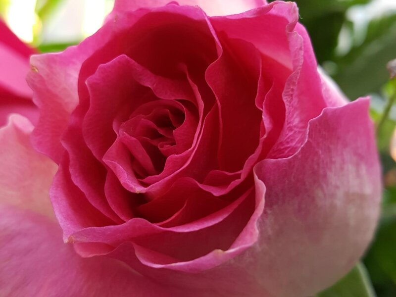 Pink rose