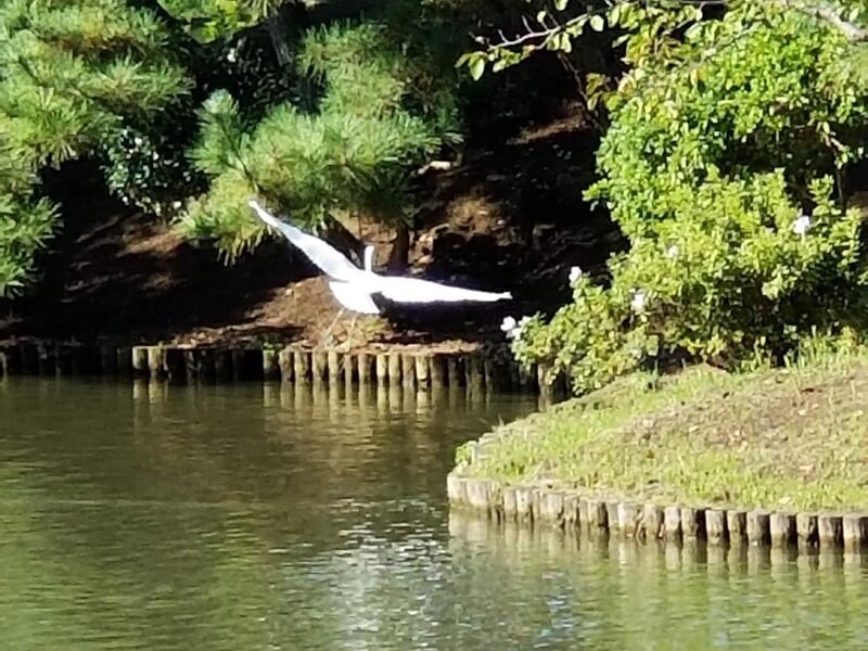 Stork in flight