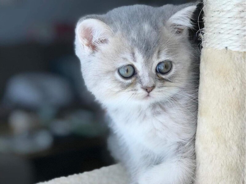 Kitten is hiding
