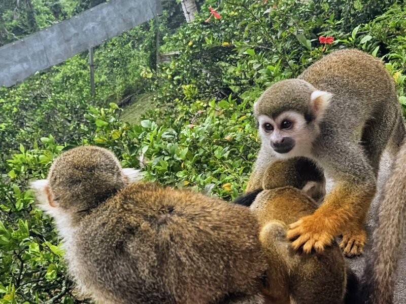 Squirrel monkeys