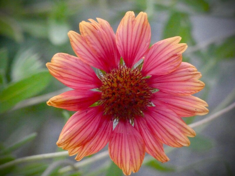 Beach blanket flower