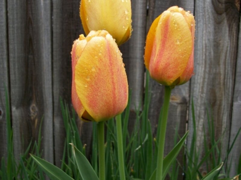 Rainey Day Tulip