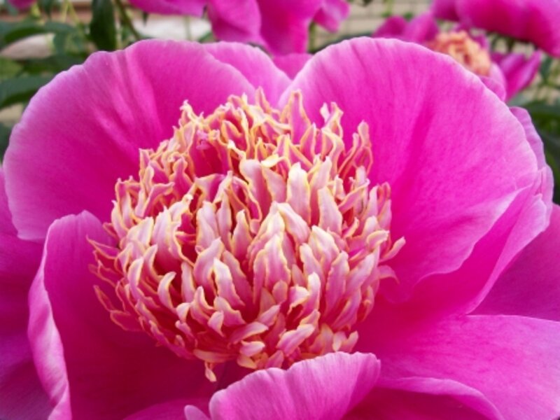 *Peony*
