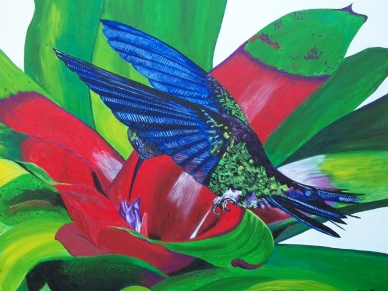 Humming Bird
