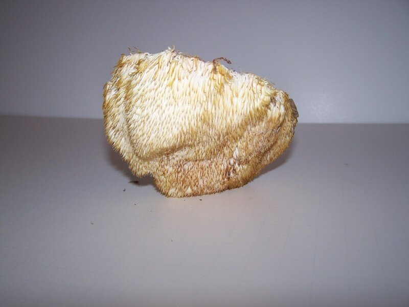 Lions mane mushroom