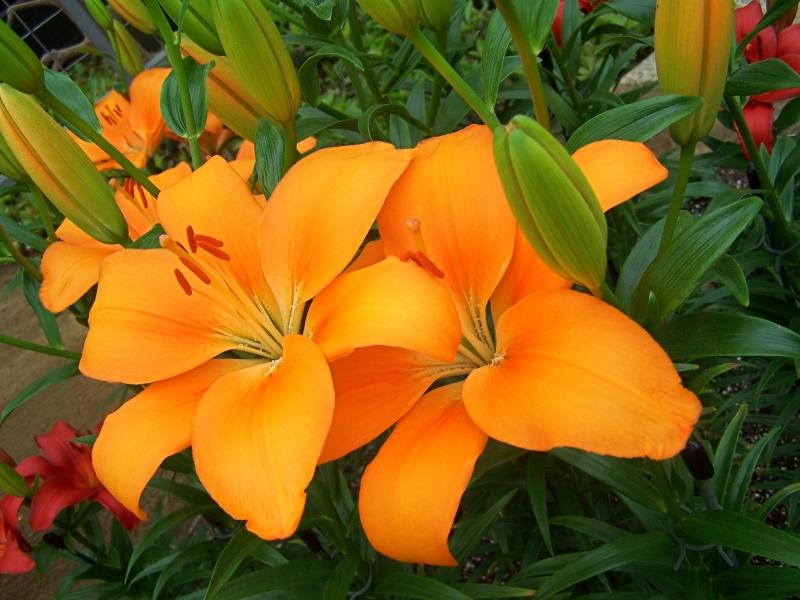 Orange Asiatic Lilies