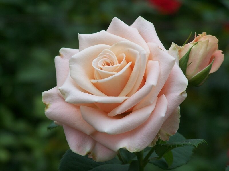 Peach Rose 