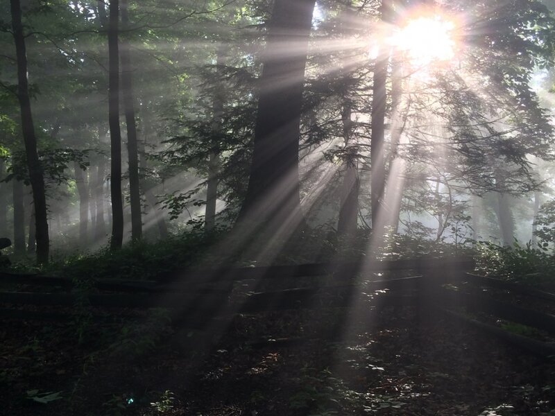Morning Glory