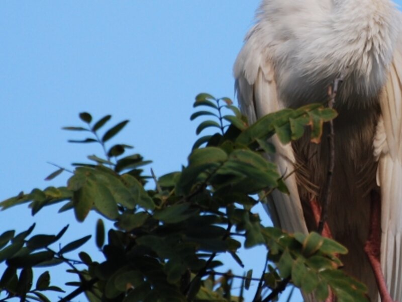 White Ibis