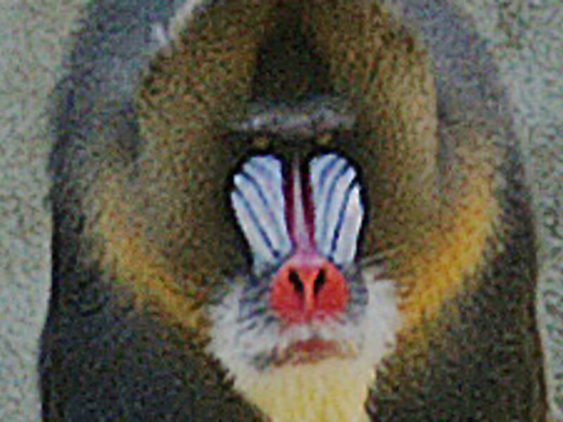 Mandrill