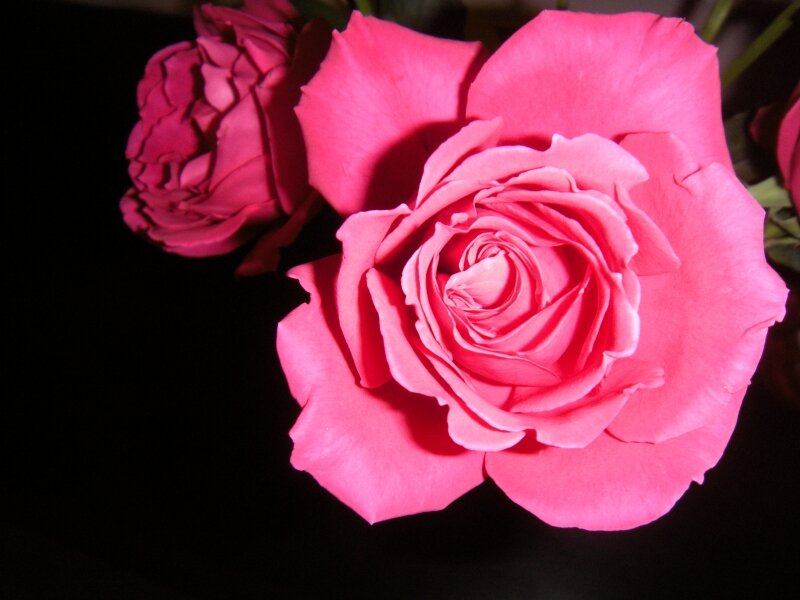 Valentine's Day Roses