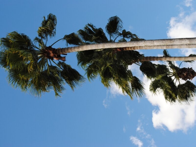 Palms