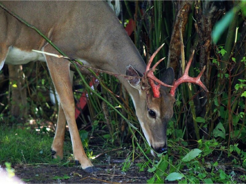 Buck shedding velvet