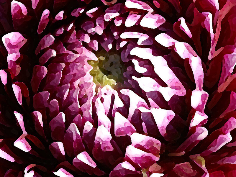 Dahlia Series Number 3
